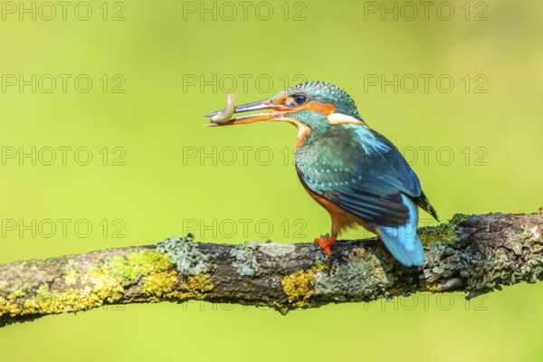 Common kingfisher (Alcedo atthis) with preyed fish sitting on a branch with autumncolours, wildife, Catalonia, Spain, Europe