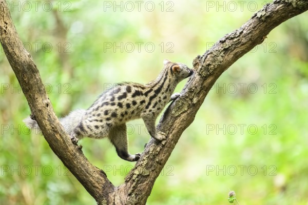 Common genet (Genetta genetta), climbing on a tree wildlife in a forest, Montseny National Park, Catalonia, Spain, Europe