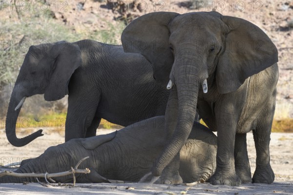 Desert elephants (Loxodonta africana) in the Ugab dry river, Damaraland, Kunene region, Namibia, Africa