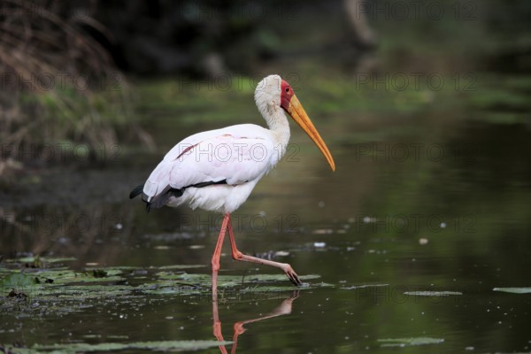 Glutton (Mycteria ibis), adult, in the water, foraging, Kruger National Park, Kruger National Park, Kruger National Park South Africa