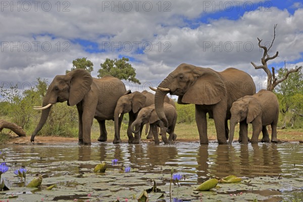 African elephant (Loxodonta africana), adult, juvenile, group, herd, at the water, drinking, Kruger National Park, Kruger National Park, South Africa, Africa