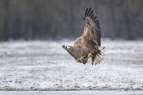 White-tailed eagle (Haliaeetus albicilla) foraging on a frozen lake, adult eagle, hunting over frozen water, landing, flying, Kampinoski National Park, Poland, Europe