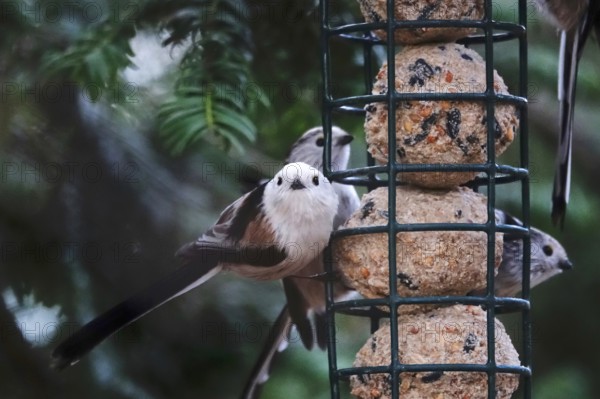 Long-tailed tits (Aegithalos caudatus), winter, Germany, Europe