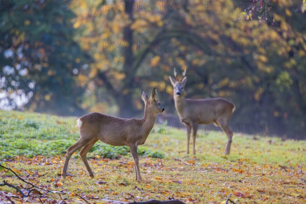 Two roe deer (Capreolus capreolus) stand in a meadow at sunrise. The trees around show fall foliage