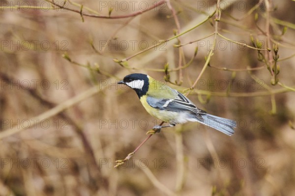 Great tit (Parus major) sitting on a branch, Bavaria, Germany, Europe