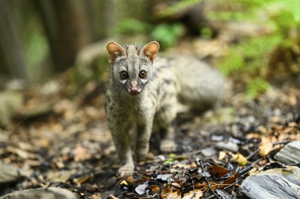 Common genet (Genetta genetta), cub wildlife in a forest, Montseny National Park, Catalonia, Spain, Europe