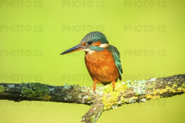 Common kingfisher (Alcedo atthis) sitting on a branch with autumncolours, wildife, Catalonia, Spain, Europe