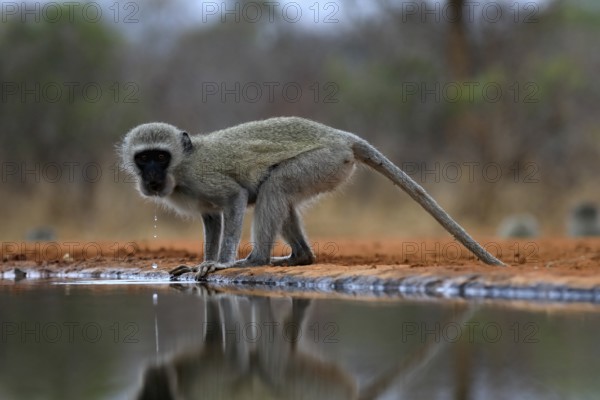 Vervet Monkey (Chlorocebus pygerythrus), adult, drinking, at the water, Kruger National Park, Kruger National Park, Kruger National Park South Africa