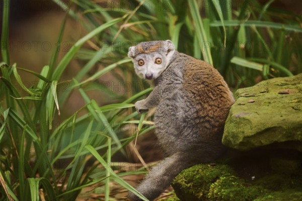 Crowned lemur (Eulemur coronatus) sitting on the ground, Germany, Europe