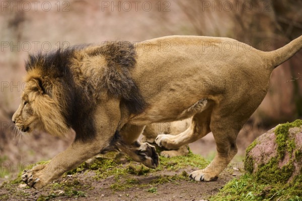 Asiatic lion (Panthera leo persica) male running on the ground, Germany, Europe