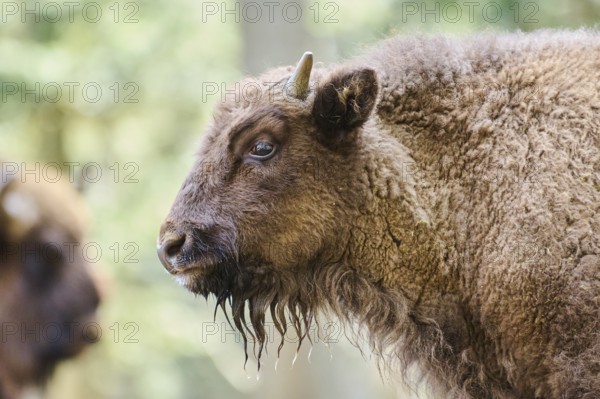 European bison (Bison bonasus) portrait in a forest in spring, Bavarian Forest, Germany, Europe
