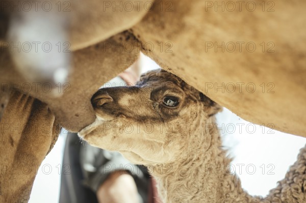 Camel calf suckling on its mother's udder on the camel farm of Sheikh Ahmed Ali Al-Mahri, camel breeder, Sarfeit, Dhofar, Oman, Asia