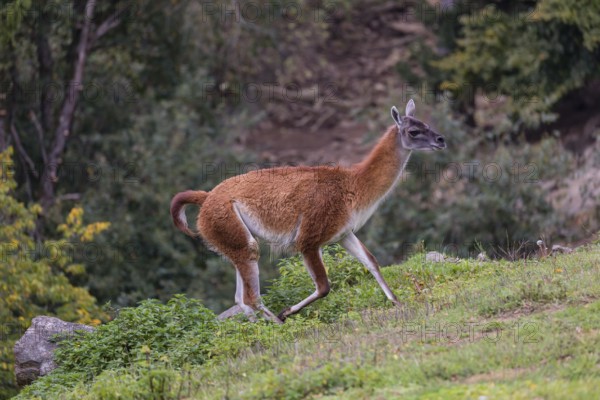 One male guanaco (Lama guanicoe) walks over steep terrain