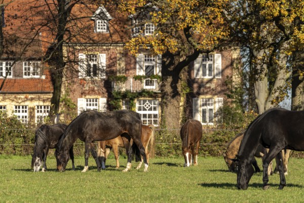 Horses in the pasture at Ponyhof Schleithoff, Havixbeck, Münsterland, North Rhine-Westphalia, Germany, Europe