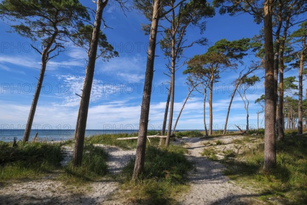 Born am Darß, Fischland-Darß-Zingst, Mecklenburg-Vorpommern, Germany, Pine forest in the dunes on the Darßer Weststrand north of Ahrenshoop. On the west coast of the Fischland-Darß-Zingst peninsula, there is a 14-kilometre stretch of sand on the western beach in the Vorpommersche Boddenlandschaft National Park. Here, romantic closeness to nature is combined with the unspoilt nature of the coastal landscape, Europe