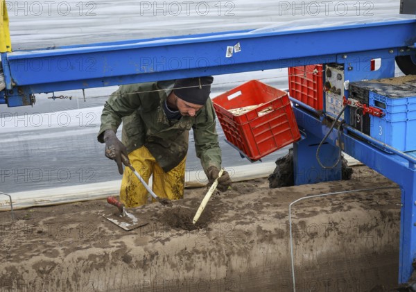 Wesel, North Rhine-Westphalia, Germany, Harvest workers from Eastern Europe harvest the first asparagus of the season in a field, here on the occasion of a press event for the opening of the asparagus season at the Heinen asparagus and fruit farm, Europe