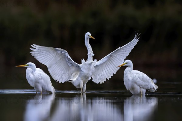 Great White Egret (Ardea alba) Winter visitor, migratory bird, streaky light, resting bird, group, foraging, lake landscape, Middle Elbe Biosphere Reserve, Saxony-Anhalt, Germany, Europe