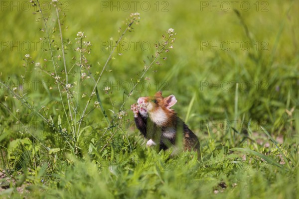 A European hamster (Cricetus cricetus), Eurasian hamster, black-bellied hamster or common hamster, collects herbs, grass and daisies on a meadow