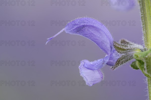 Meadow sage (Salvia pratensis), single flower, Oberhausen, Ruhr area, North Rhine-Westphalia, Germany, Europe