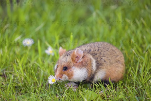 A European hamster (Cricetus cricetus), Eurasian hamster, black-bellied hamster or common hamster, collects herbs, grass and daisies on a meadow