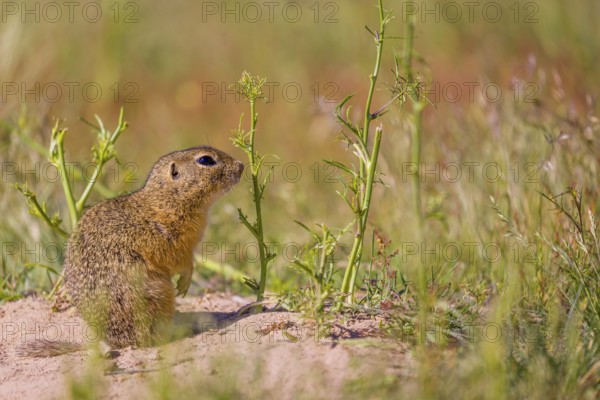 A European ground squirrels (Spermophilus citellus) or European souslik stands on sand with some green grass in the background, and eats wildflowers