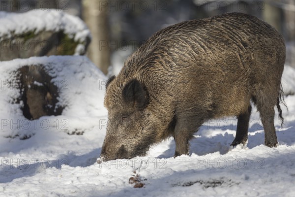 Wild boar or wild pig (Sus scrofa), walking through snow covered forest