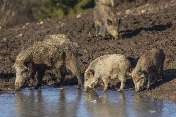 Two young and one adult wild boar or wild pig (Sus scrofa) drinking from a mostly frozen pond on an opening in early morning light