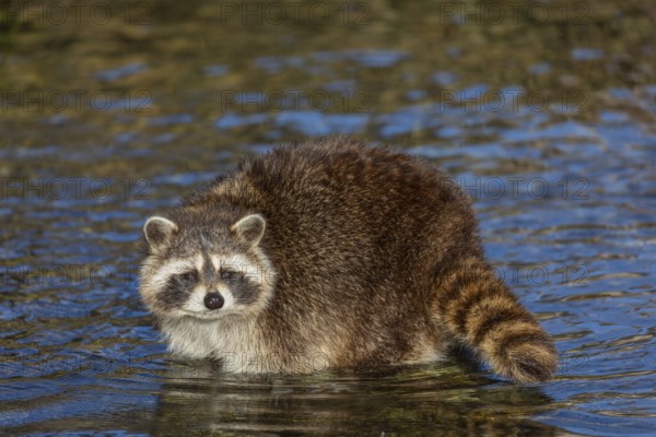 One Raccoon, Procyon lotor, looking for food between the pebbles in shallow water