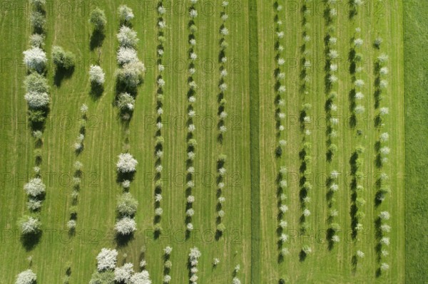 Bird's eye view of blossoming fruit tree plantation, Canton Thurgau, Switzerland, Europe