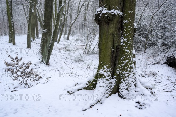 Beech forest in winter, with freshly fallen snow, Bottrop, Ruhr area, North Rhine-Westphalia, Germany, Europe