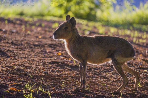 One Patagonian mara (Dolichotis patagonum) stands on a meadow in strong backlight and shows a bright light fringe