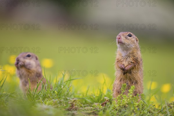Two adult European ground squirrel (Spermophilus citellus) or European souslik stand tall in green gras next to a flowering Ranunculus