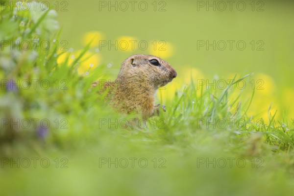 An adult European ground squirrel (Spermophilus citellus) or European souslik sits in green gras next to a flowering Ranunculus