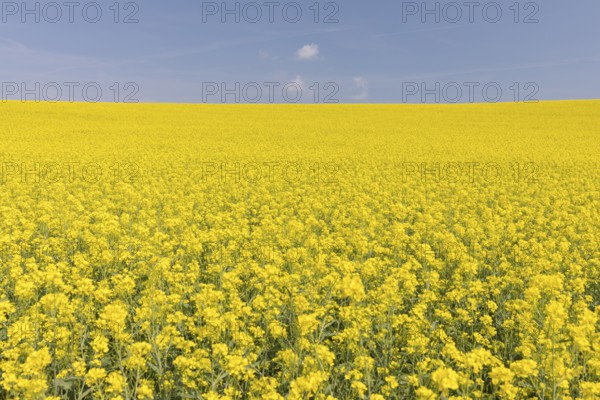 Field of blooming Rapeseed (Brassica napus) with blue sky