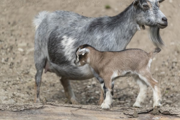 Pygmy goat mom, Capra hircus, with a newborn young standing in front of her on a log
