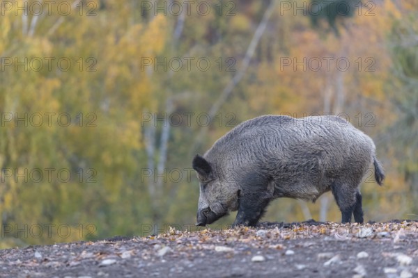 One wild boar or wild pig (Sus scrofa), walking over an opening in early morning light, searching for food, with an autumnal colored forest in the background