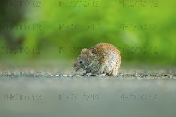 Common vole (Microtus arvalis) on the ground, Bavaria, Germany, Europe