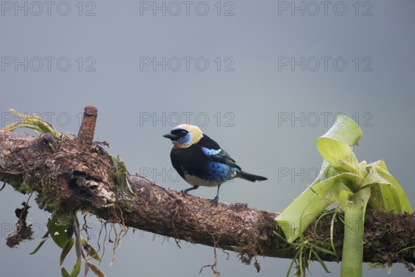 Purple-masked Tanager (Tangara larvata), Costa Rica, Central America