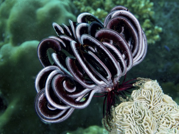 Metallic shining Bennett's hairstar (Anneissia bennetti) in the sea, surrounded by green flora, dive site Prapat, Penyapangan, Bali, Indonesia, Asia