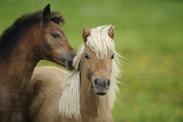 Two young horses close to each other on a green meadow with yellow flowers, Welsh pony, Bavaria