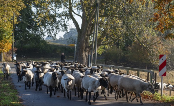 A herd of black-headed sheep (Ovis gmelini aries) on a road, Mecklenburg-Western Pomerania, Germany, Europe