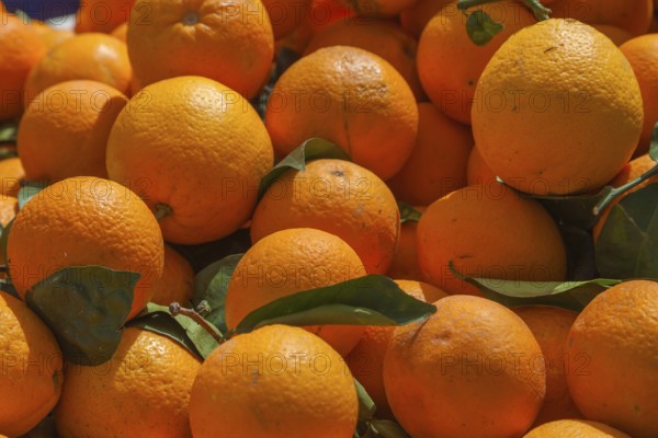 Fresh oranges under sunlight with green leaves, giving an impression of vitality and freshness, Soller, Majorca, Balearic Islands, Spain, Europe