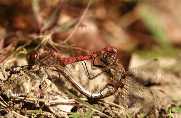 Dragonfly wheel, dragonflies in October, Saxony, Germany, Europe