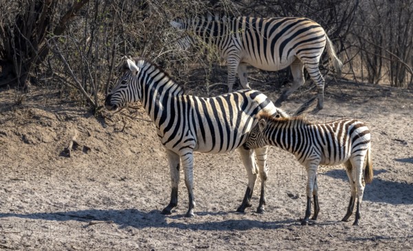 Plains zebra (Equus quagga), mother with young, Khama Rhino Sanctuary, Serowe, Botswana, Africa