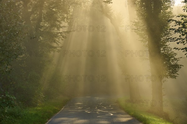 Forest road at sunrise, rays of light break through the trees in a foggy atmosphere, Großheubach, Miltenberg, Spessart, Bavaria, Germany, Europe