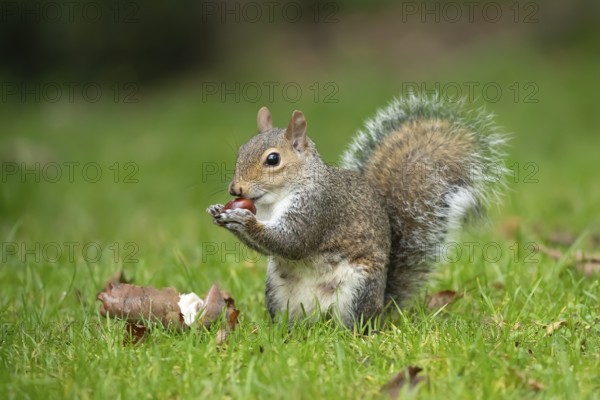 Grey squirrel (Sciurus carolinensis) adult animal feeding on a Horse chestnut tree nut or conker in the autumn, England, United Kingdom, Europe