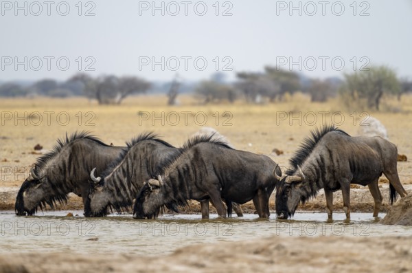 Blue wildebeest (Connochaetes taurinus), four wildebeest drinking at a waterhole, Nxai Pan National Park, Botswana, Africa