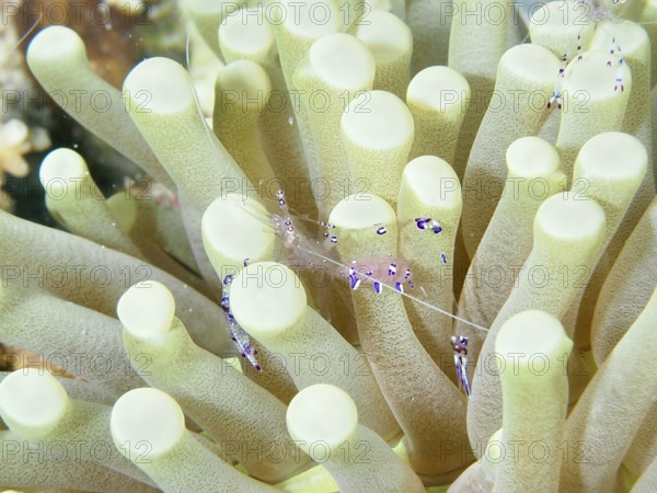Luminous shrimp, Saravati anemone partner shrimp (Ancylomenes sarasvati), between green tentacles of a sea anemone, dive site Close Encounters, Permuteran, Bali, Indonesia, Asia
