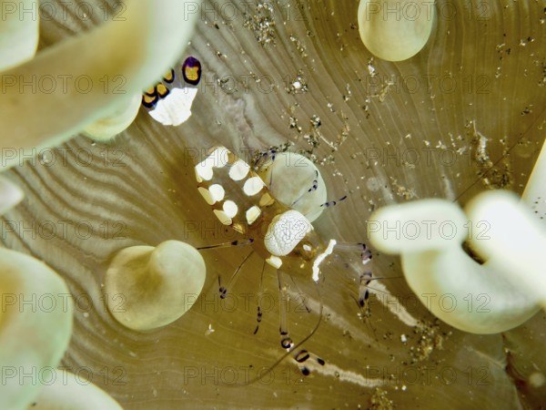 Transparent peacock anemone shrimp (Ancylocaris brevicarpalis) in a sea anemone on the seabed, dive site Secret Bay, Gilimanuk, Bali, Indonesia, Asia