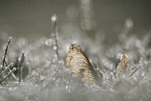 Hoarfrost in a meadow with beautiful bokeh, Winter, Germany, Europe